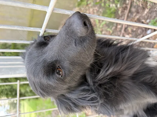 Pies do adopcji, Bełchatów, 29 października 2025 (4/5)