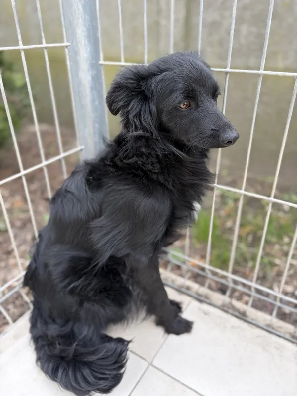 Pies do adopcji, Bełchatów, 29 października 2025 (5/5)