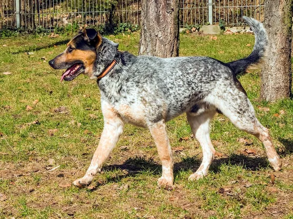 Pies do adopcji, Sopot, 11 kwietnia 2026 (1/4)