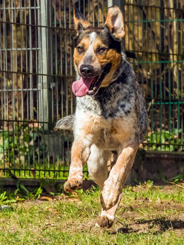 Pies do adopcji, Sopot, 11 kwietnia 2026 (4/4)