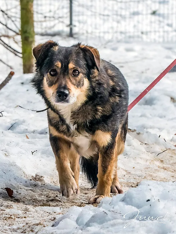 Pies do adopcji, Sopot, 11 kwietnia 2026 (2/3)