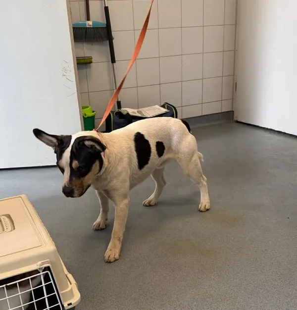 Znaleziono psa, Lublin, 11 kwietnia 2026