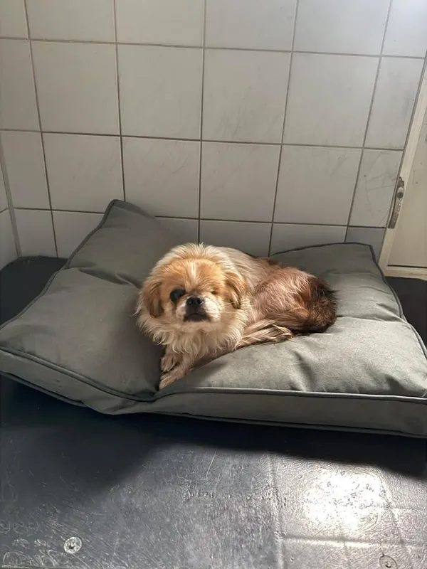 Znaleziono psa, Lublin, 11 kwietnia 2026