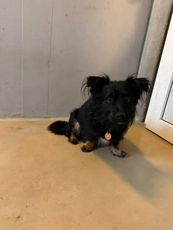 Znaleziono psa, Lublin, 11 kwietnia 2026