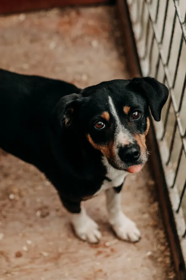 Pies do adopcji, Czartki, 24 marca 2026 (1/3)