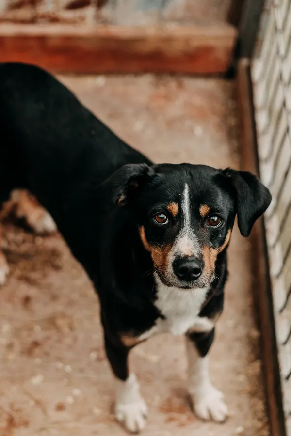 Pies do adopcji, Czartki, 24 marca 2026 (2/3)