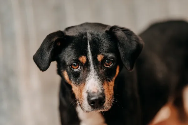 Pies do adopcji, Czartki, 24 marca 2026 (3/3)