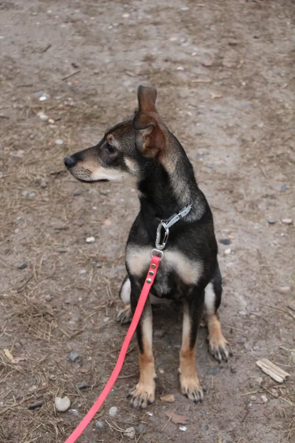 Pies do adopcji, Oborniki, 13 marca 2026 (3/4)