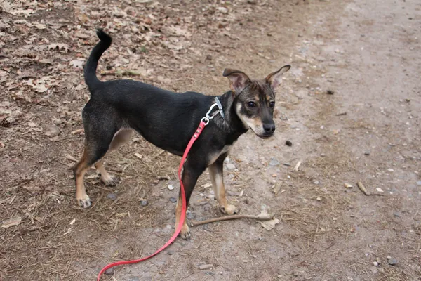 Pies do adopcji, Oborniki, 13 marca 2026 (4/4)