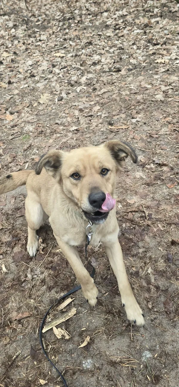 Pies do adopcji, Oborniki, 12 marca 2026 (2/4)