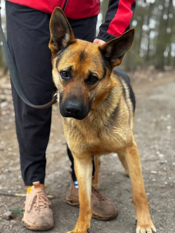 Pies do adopcji, Oborniki, 10 marca 2026 (2/2)