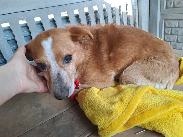 Pies do adopcji, Oborniki, 6 marca 2026 (2/3)