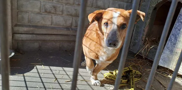 Pies do adopcji, Oborniki, 6 marca 2026 (3/3)