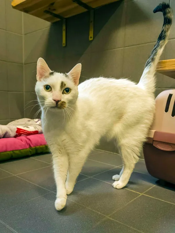 Kot do adopcji, Sopot, 12 kwietnia 2026 (3/3)