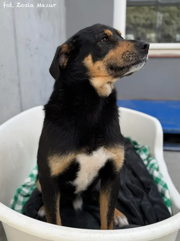Pies do adopcji, Bydgoszcz, 12 kwietnia 2026 (2/5)