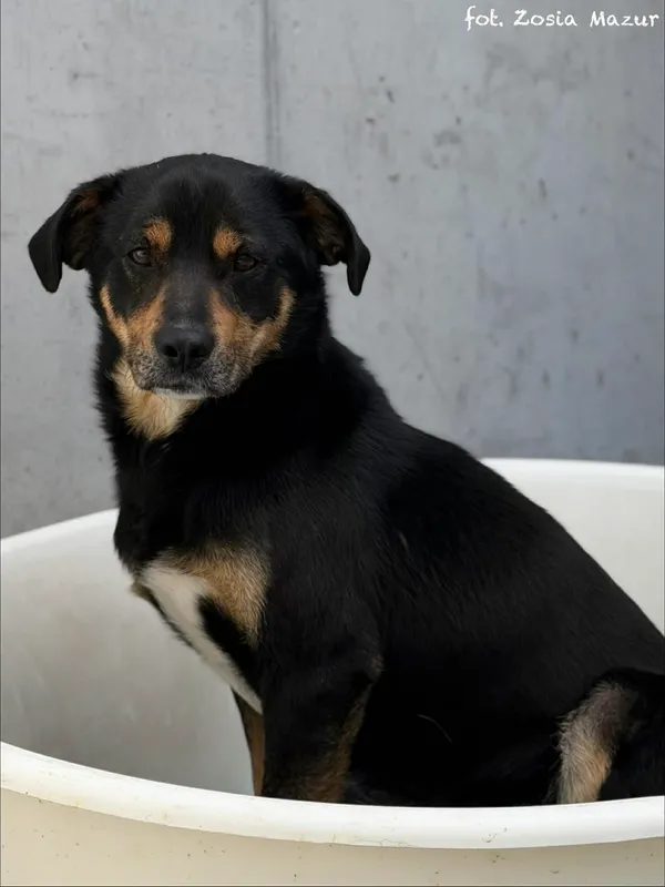 Pies do adopcji, Bydgoszcz, 12 kwietnia 2026 (4/5)