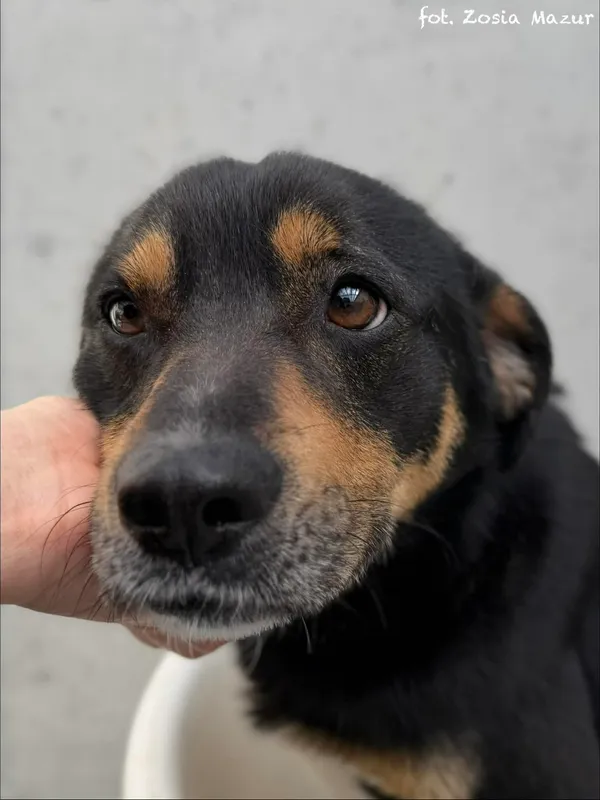 Pies do adopcji, Bydgoszcz, 12 kwietnia 2026 (5/5)