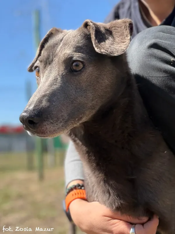 Pies do adopcji, Bydgoszcz, 12 kwietnia 2026 (3/5)