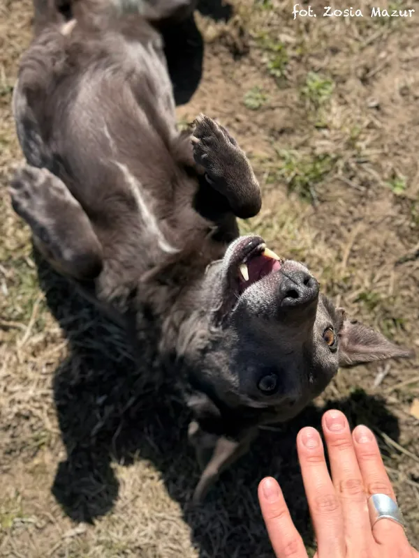 Pies do adopcji, Bydgoszcz, 12 kwietnia 2026 (4/5)