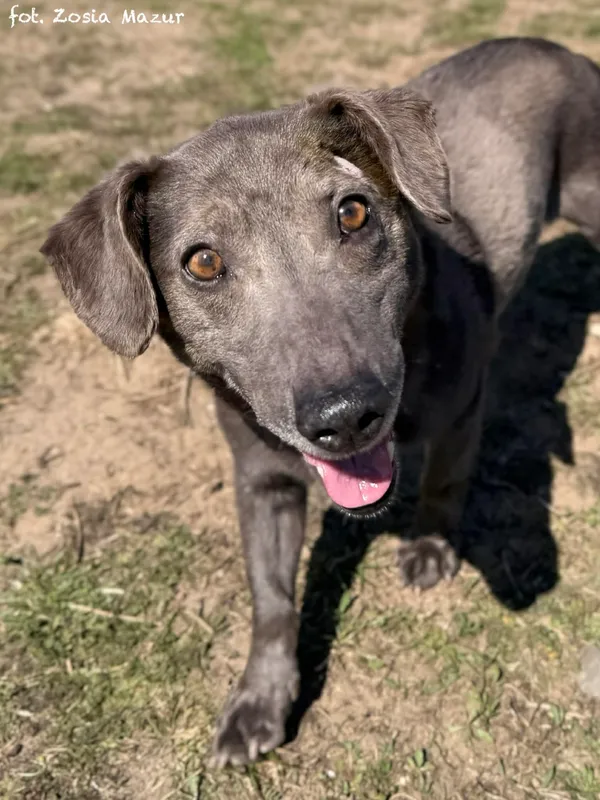 Pies do adopcji, Bydgoszcz, 12 kwietnia 2026 (5/5)