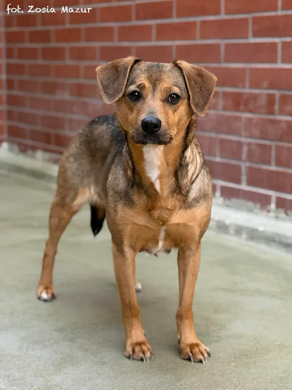 Pies do adopcji, Bydgoszcz, 12 kwietnia 2026 (1/5)