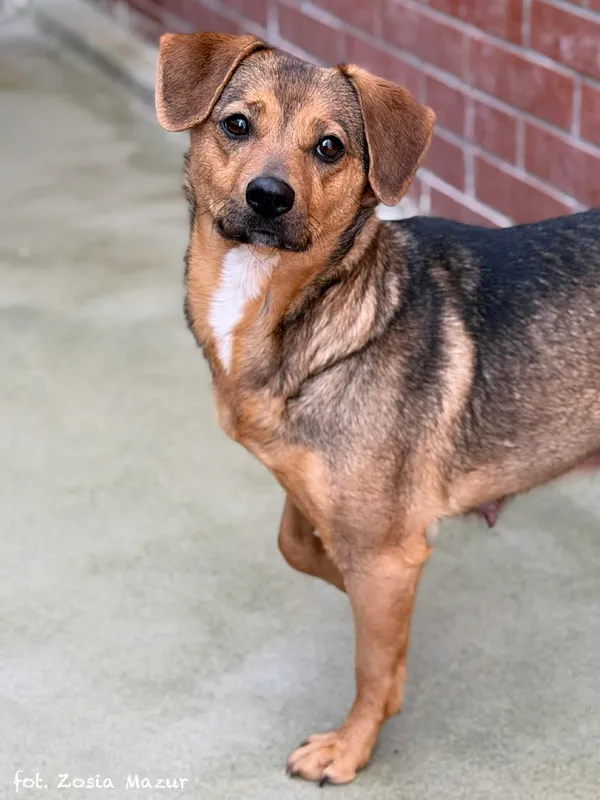 Pies do adopcji, Bydgoszcz, 12 kwietnia 2026 (4/5)