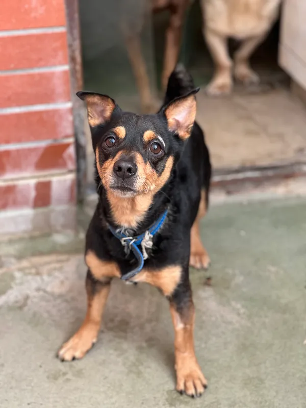 Pies do adopcji, Bydgoszcz, 12 kwietnia 2026 (1/2)