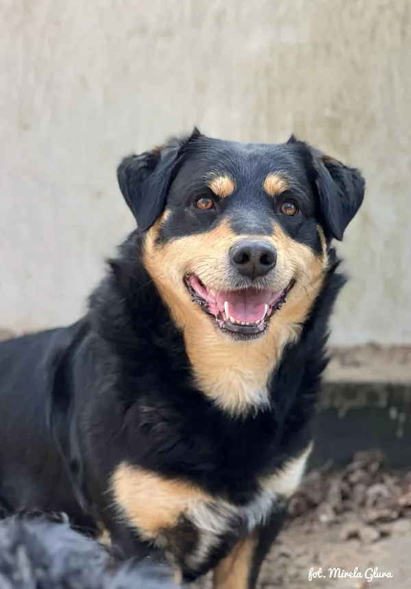 Pies do adopcji, Bydgoszcz, 12 kwietnia 2026 (1/5)