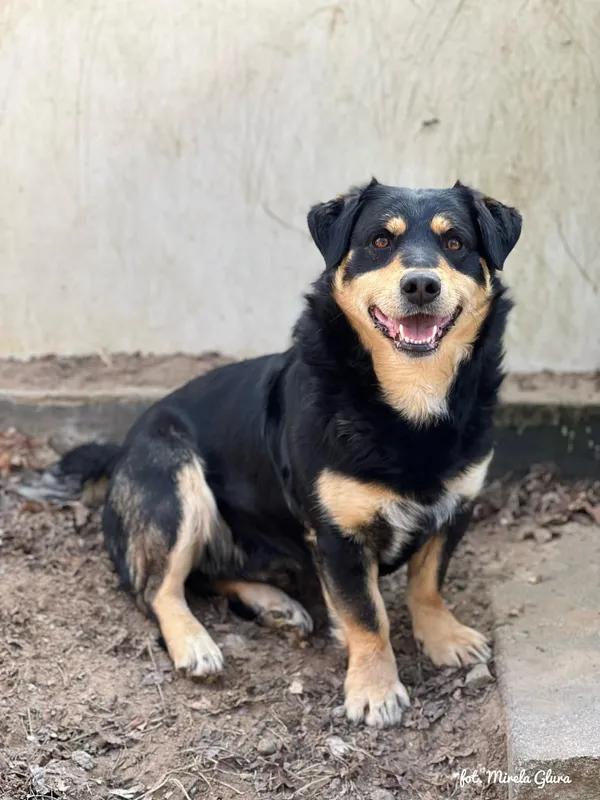 Pies do adopcji, Bydgoszcz, 12 kwietnia 2026 (2/5)