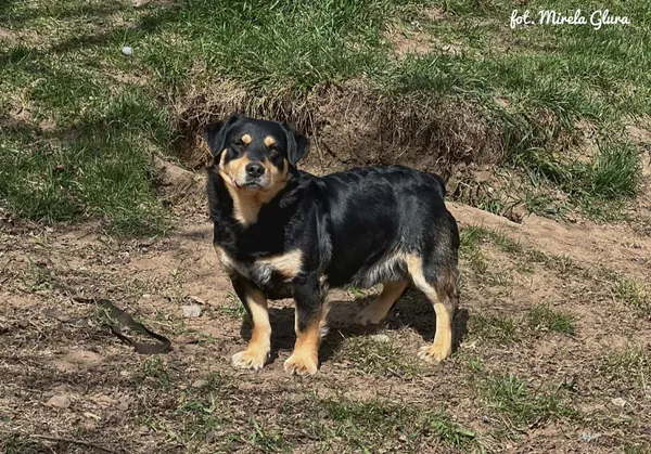 Pies do adopcji, Bydgoszcz, 12 kwietnia 2026 (4/5)