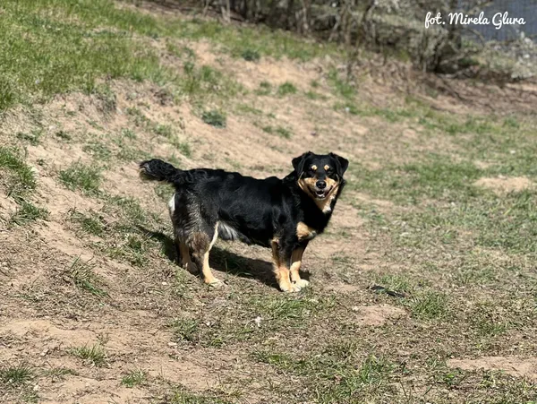 Pies do adopcji, Bydgoszcz, 12 kwietnia 2026 (5/5)