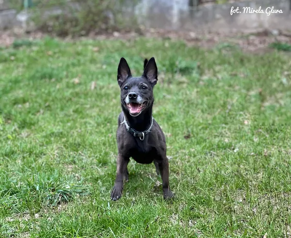 Pies do adopcji, Bydgoszcz, 12 kwietnia 2026 (3/5)