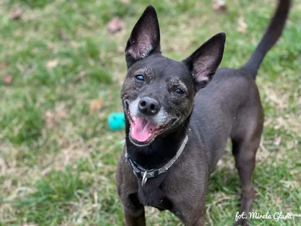 Pies do adopcji, Bydgoszcz, 12 kwietnia 2026 (5/5)