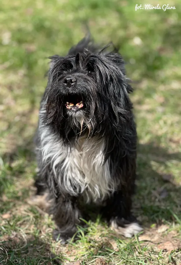 Pies do adopcji, Bydgoszcz, 12 kwietnia 2026 (1/5)