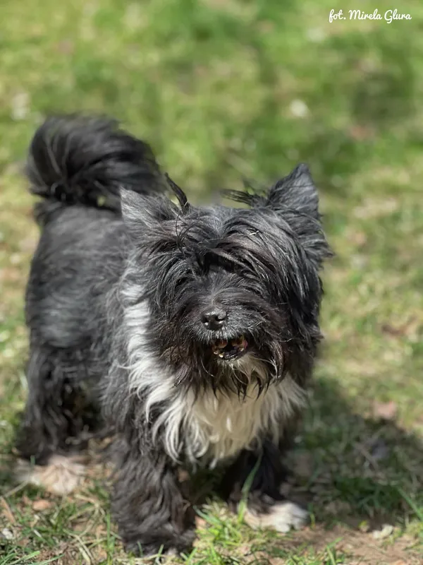 Pies do adopcji, Bydgoszcz, 12 kwietnia 2026 (3/5)