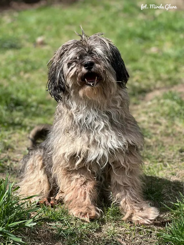 Pies do adopcji, Bydgoszcz, 12 kwietnia 2026 (1/5)