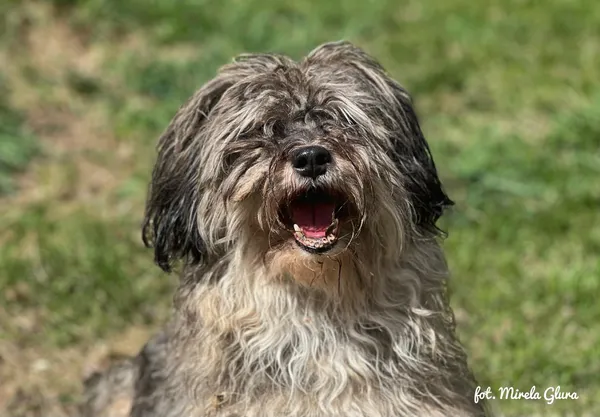 Pies do adopcji, Bydgoszcz, 12 kwietnia 2026 (2/5)