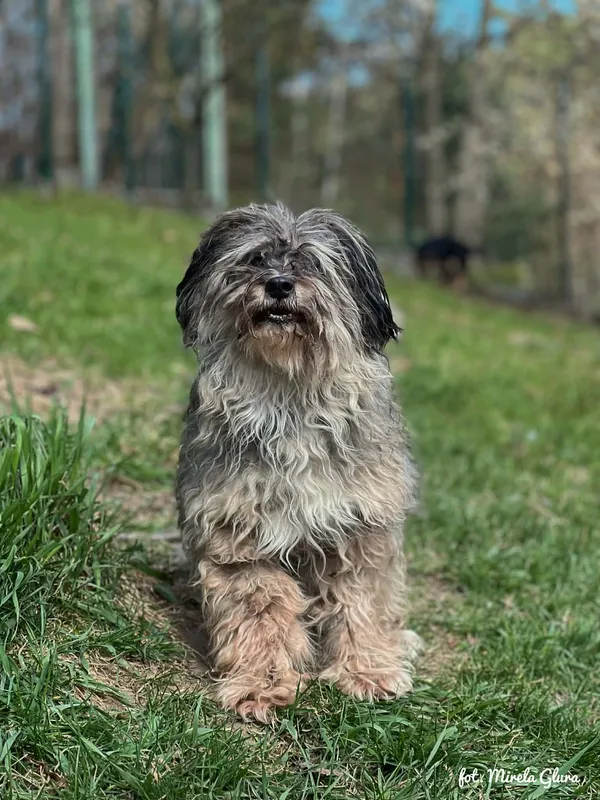 Pies do adopcji, Bydgoszcz, 12 kwietnia 2026 (3/5)