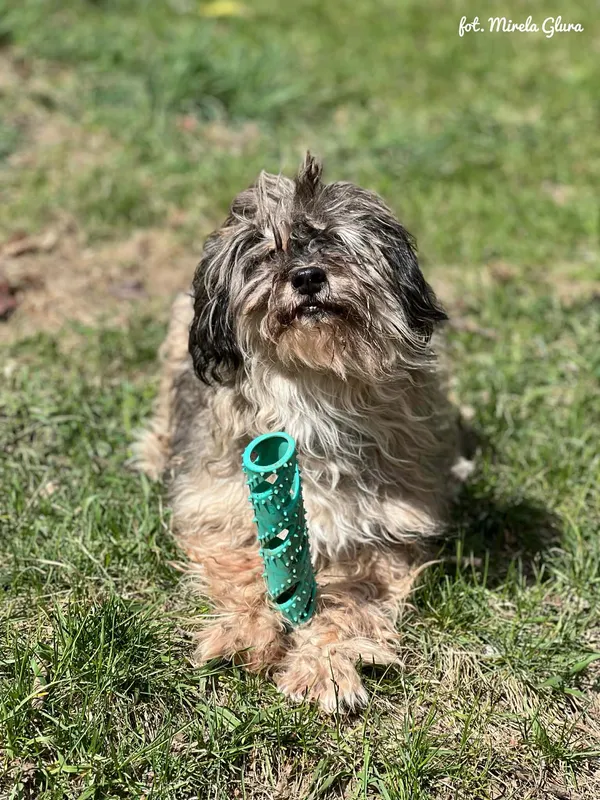 Pies do adopcji, Bydgoszcz, 12 kwietnia 2026 (4/5)