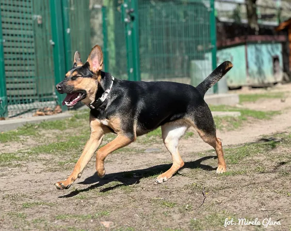 Pies do adopcji, Bydgoszcz, 12 kwietnia 2026 (3/5)