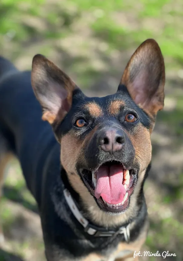 Pies do adopcji, Bydgoszcz, 12 kwietnia 2026 (4/5)
