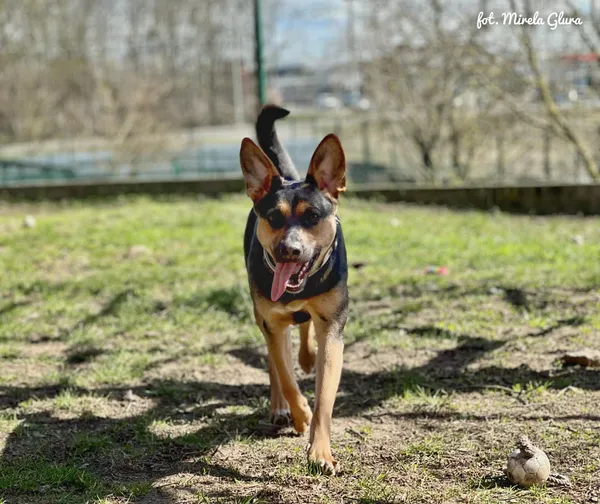 Pies do adopcji, Bydgoszcz, 12 kwietnia 2026 (5/5)