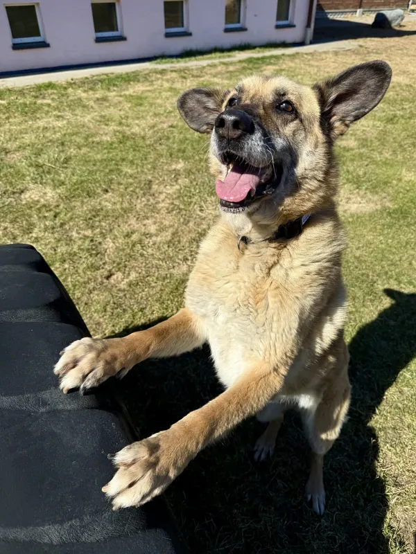 Pies do adopcji, Chojnice, 13 marca 2026 (1/4)