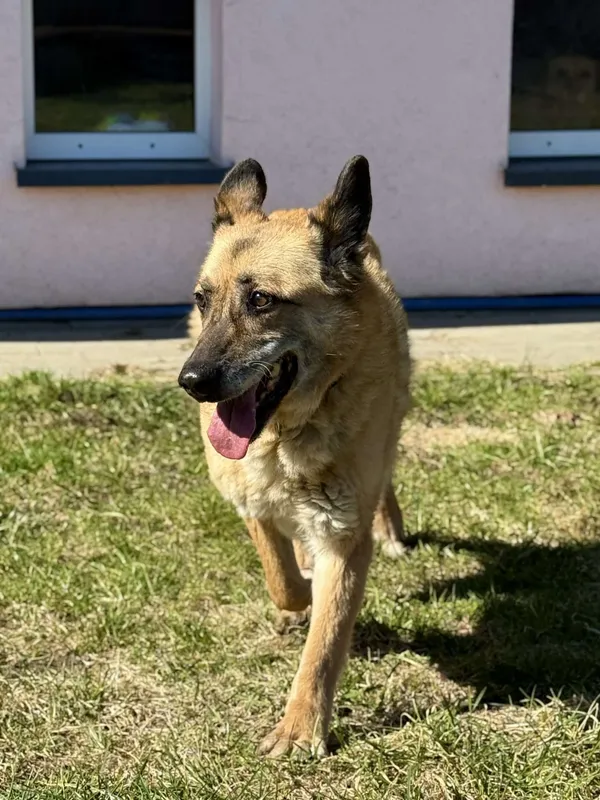 Pies do adopcji, Chojnice, 13 marca 2026 (2/4)