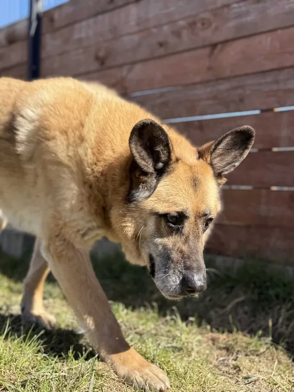 Pies do adopcji, Chojnice, 13 marca 2026 (3/4)