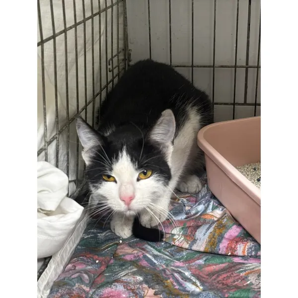 Znaleziono kota, Białystok, 11 kwietnia 2026