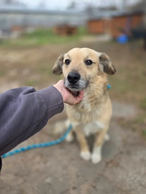 Pies do adopcji, Radom, 13 kwietnia 2026 (1/5)