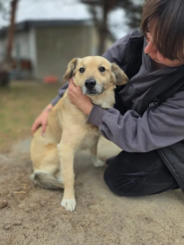 Pies do adopcji, Radom, 13 kwietnia 2026 (2/5)