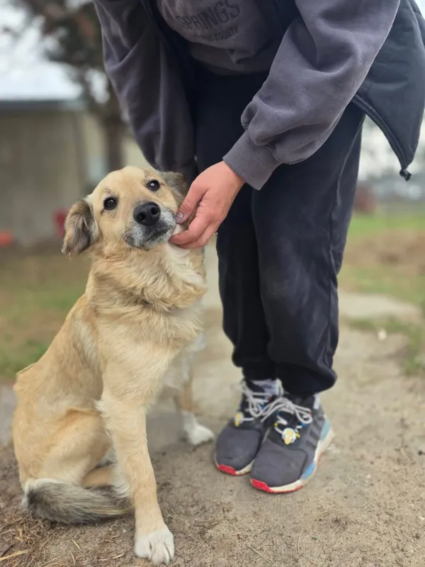 Pies do adopcji, Radom, 13 kwietnia 2026 (3/5)