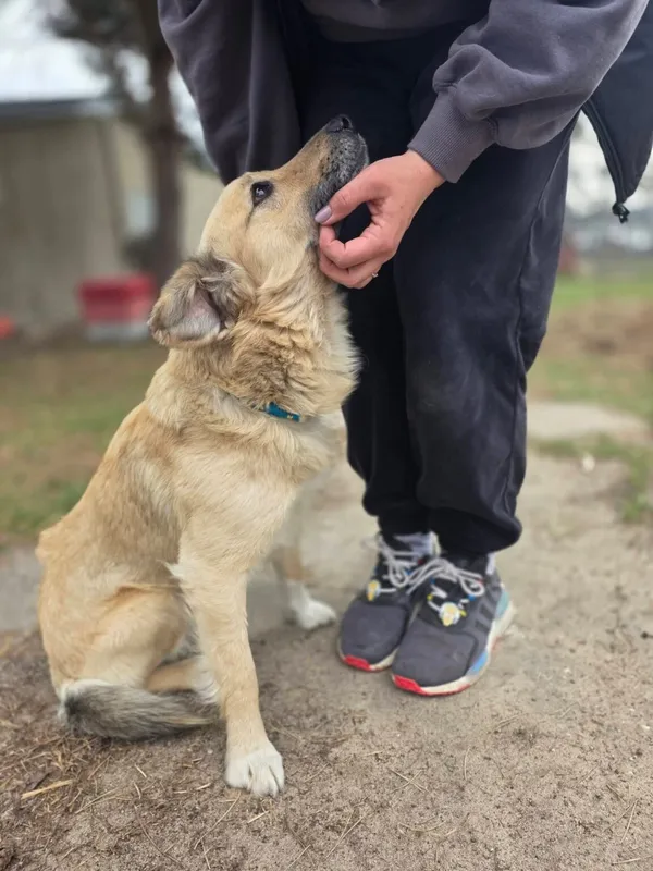 Pies do adopcji, Radom, 13 kwietnia 2026 (4/5)